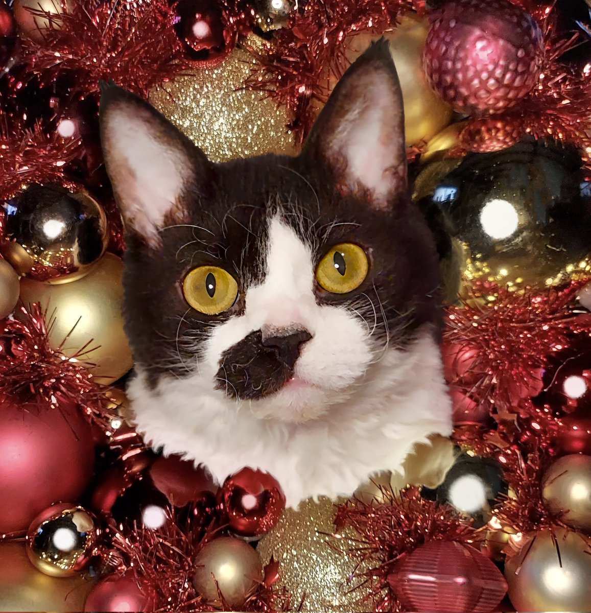 Maree__96's tweet photo. Merry Pixmas!

#cat #MerryChristmas https://t.co/80aBrPFI0b