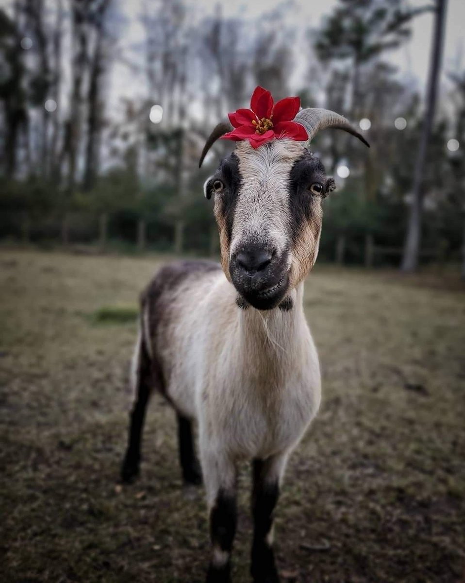 Flip Side Sanctuary tweet media