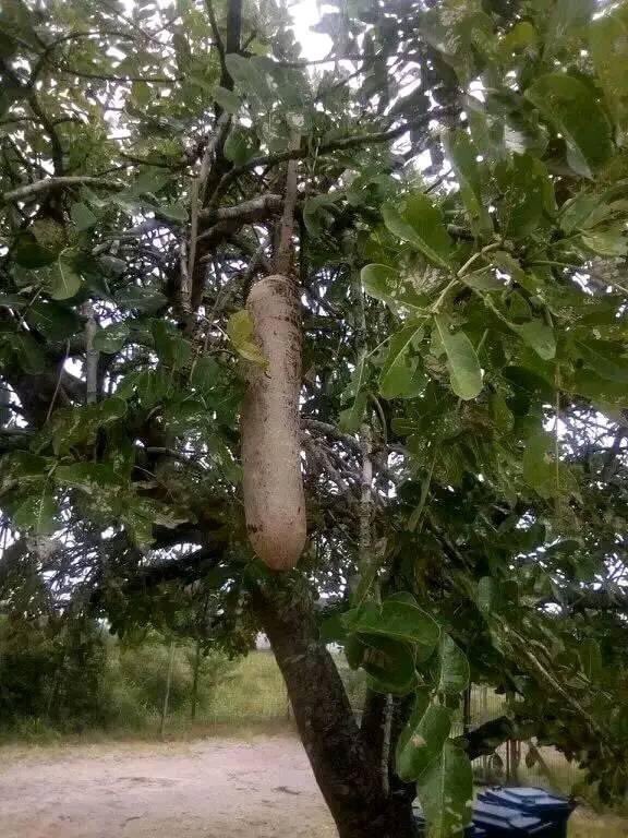 ZuluSweG's tweet photo. UMVUSA:

Do this yenza lenduku ebizwa ngokuthi umvusa uyenza kanje. . .

1. Uphondo lwenkomo olutshalwe lwamila.
2. Inguduza.
3. Icimamlilo:
4. Umahlabekufeni.
5. Umkhuhlu.
6. Umathunga.
7. Undabingehlele.
8. Ilabatheka.
9. Unsukumbili.

Thatha uphondo, lwenkomo uligeze. . . https://t.co/AZKsVOTcCy