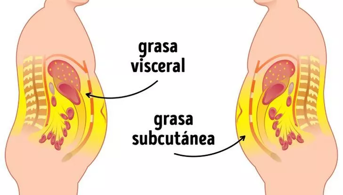 CoachJuuan's tweet photo. ¿Tienes grasa en la barriga y quieres deshacerte de ella? 

Voy a compartir contigo 7 consejos para deshacerte de la grasa visceral.

Y allá vamos.

🪀HILO🪀 https://t.co/TxWPrU9Z8Z