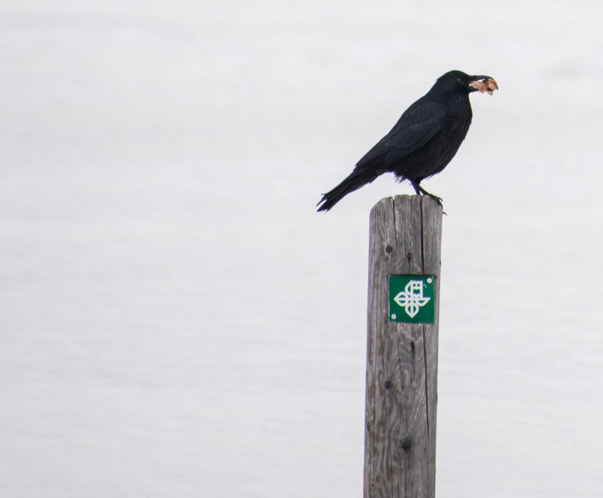 RazvanGabrielP2's tweet photo. Someone's got their Christmas present

#Christmas #Christmas2023 #WINTER #photography #birds #birdphotography #nature #wintervibes https://t.co/3ycXkvHcT6