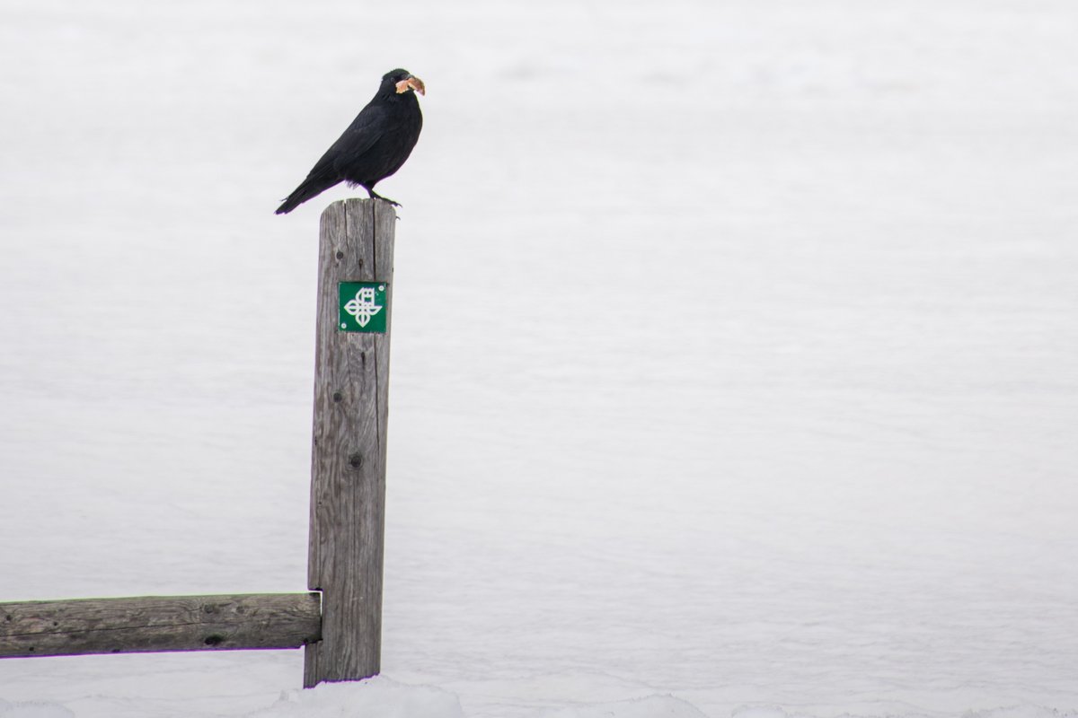 RazvanGabrielP2's tweet photo. Someone's got their Christmas present

#Christmas #Christmas2023 #WINTER #photography #birds #birdphotography #nature #wintervibes https://t.co/3ycXkvHcT6