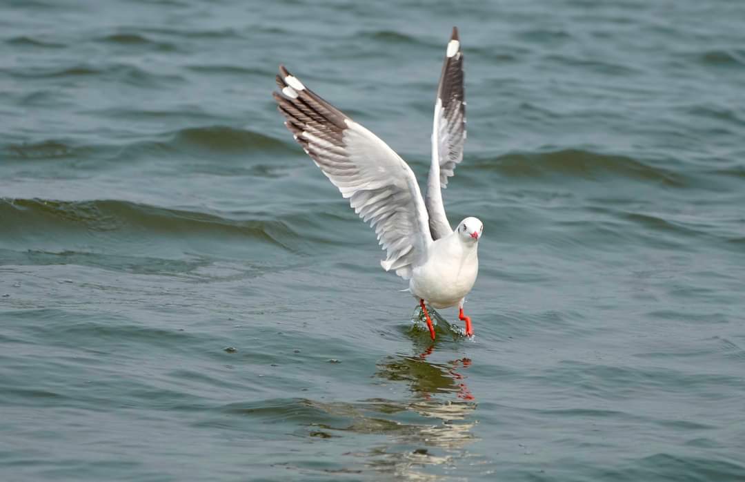 AjayaMahala's tweet photo. Gull in takeoff
#Gull
#Birdsinflight
#ajayamahalaphotography
#birdphotos #birdphotography #naturephotography
#naturelovers #wildlife #birdwatching #nature
#birdsofindia #naturetwitter
#Birds #birding #ebird
#NatureTwitterCommunity https://t.co/tdPh4lNksX