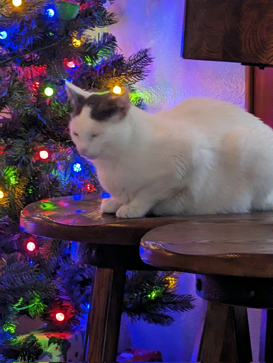 NHougard's tweet image. Ruthie loved her new cat toys from CheezecatCreations Christmas morning. She had so much fun playing that she had a catnip coma! Merry Christmas to Ruthie!
#organiccatnip #handmadecattoys 
#smallbusiness