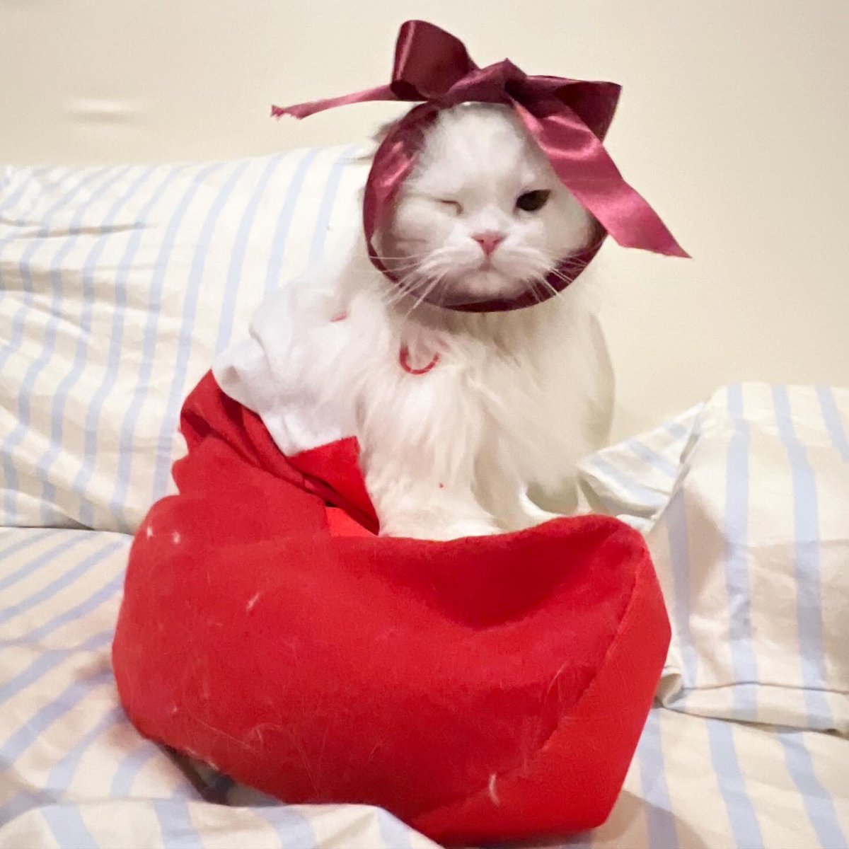 ૮꒰˵• ﻌ •˵꒱ა tweet media