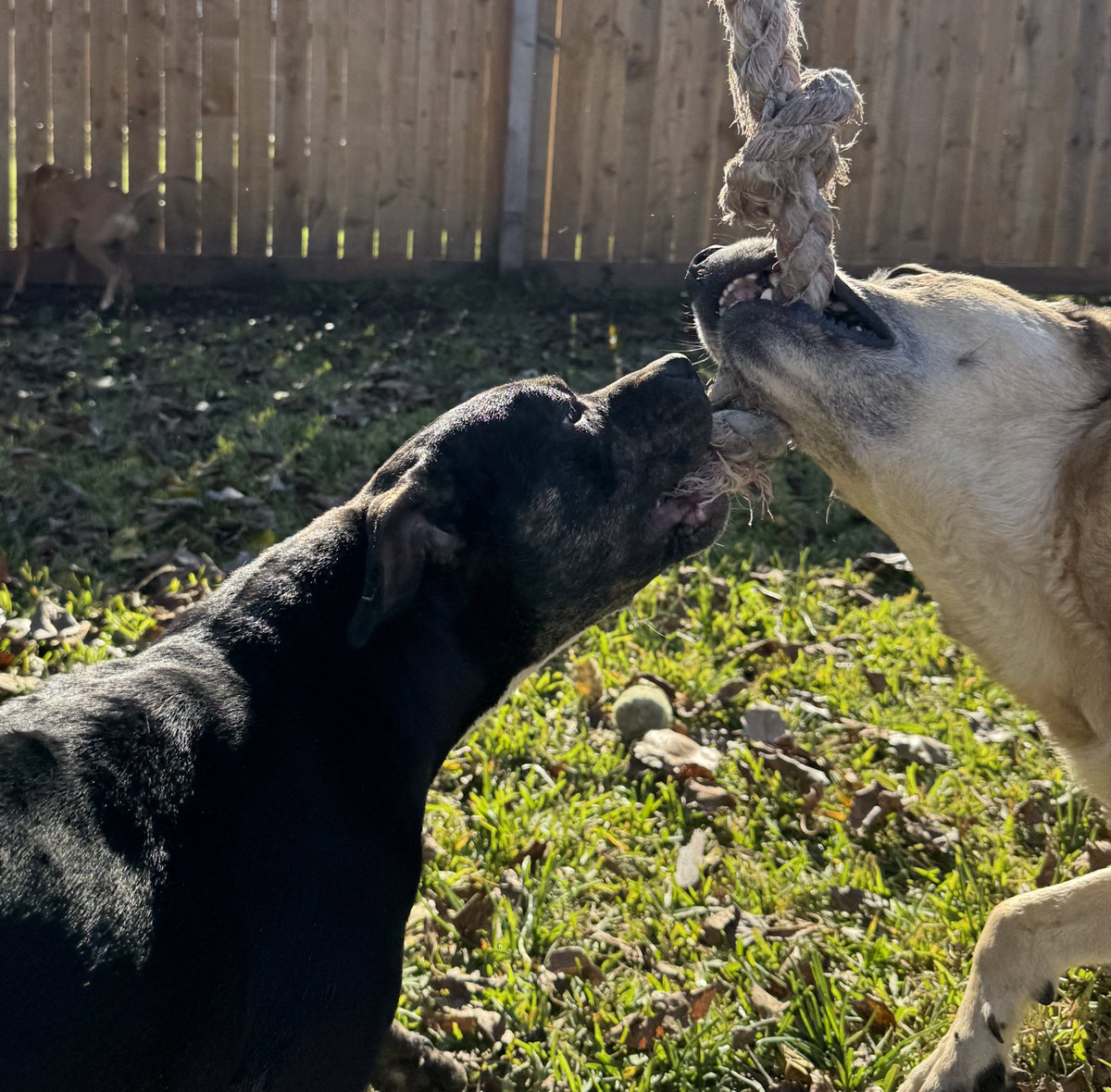 Amanda Kent tweet media