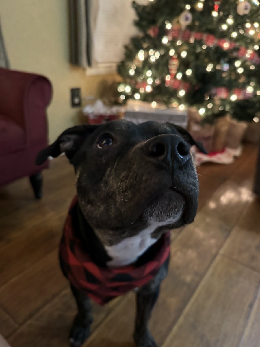 Amanda Kent tweet media