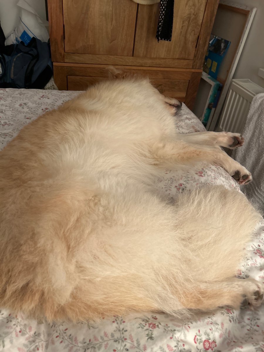 boatypat's tweet photo. #Christmas done n dusted.. we’ve given up .. nope no alcohol, turkey or mince pies. Plain ham sandwich #flu #bedrest #gettingthere #tomorrowanotherday https://t.co/KNLQ1ae9kR