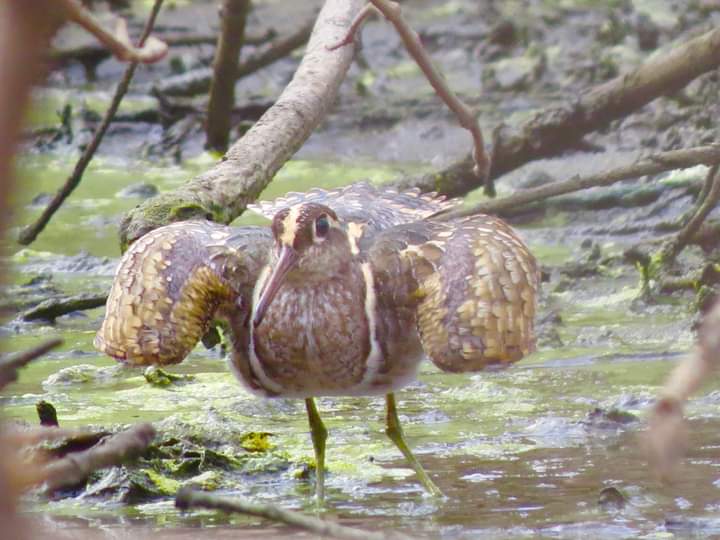 #Greater Painted Snipe#Merry Christmas to all my followers and customer's,it is best time for birdwatching and photography in the Gambia and Senegal,if you are planning a trip please contact birdtour,#british birders#USA Australia birder's,visit my website gambiabirdtour.com