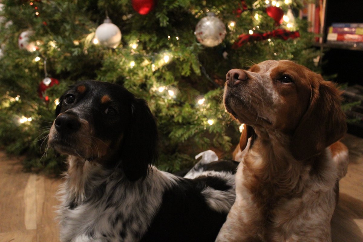 NightRuby_'s tweet photo. Merry Christmas everyone! https://t.co/B8l1TMLUIn