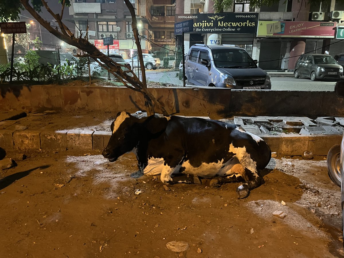 satvik_co's tweet photo. It's astonishingly disappointing to observe the incapacity on the part of @MCD_Delhi @CMODelhi @dcrohinizone @AC_RZ_MCD @LtGovDelhi. Despite numerous reminders, there has been a notable absence of action or response. #justiceforrohini #delhi #cows #KejriwalCleansDelhi 🧹🐄 https://t.co/BSDnu4RPKJ