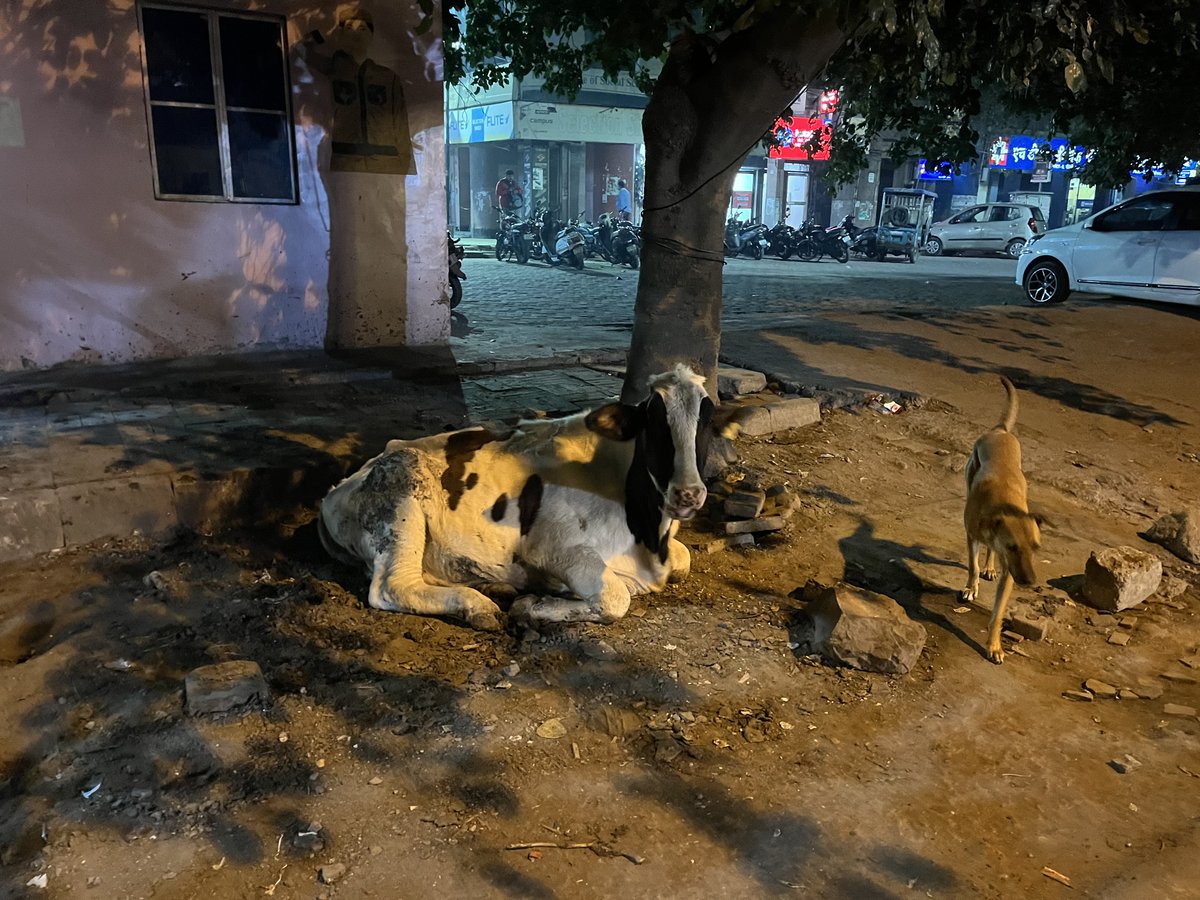 satvik_co's tweet photo. It's astonishingly disappointing to observe the incapacity on the part of @MCD_Delhi @CMODelhi @dcrohinizone @AC_RZ_MCD @LtGovDelhi. Despite numerous reminders, there has been a notable absence of action or response. #justiceforrohini #delhi #cows #KejriwalCleansDelhi 🧹🐄 https://t.co/BSDnu4RPKJ