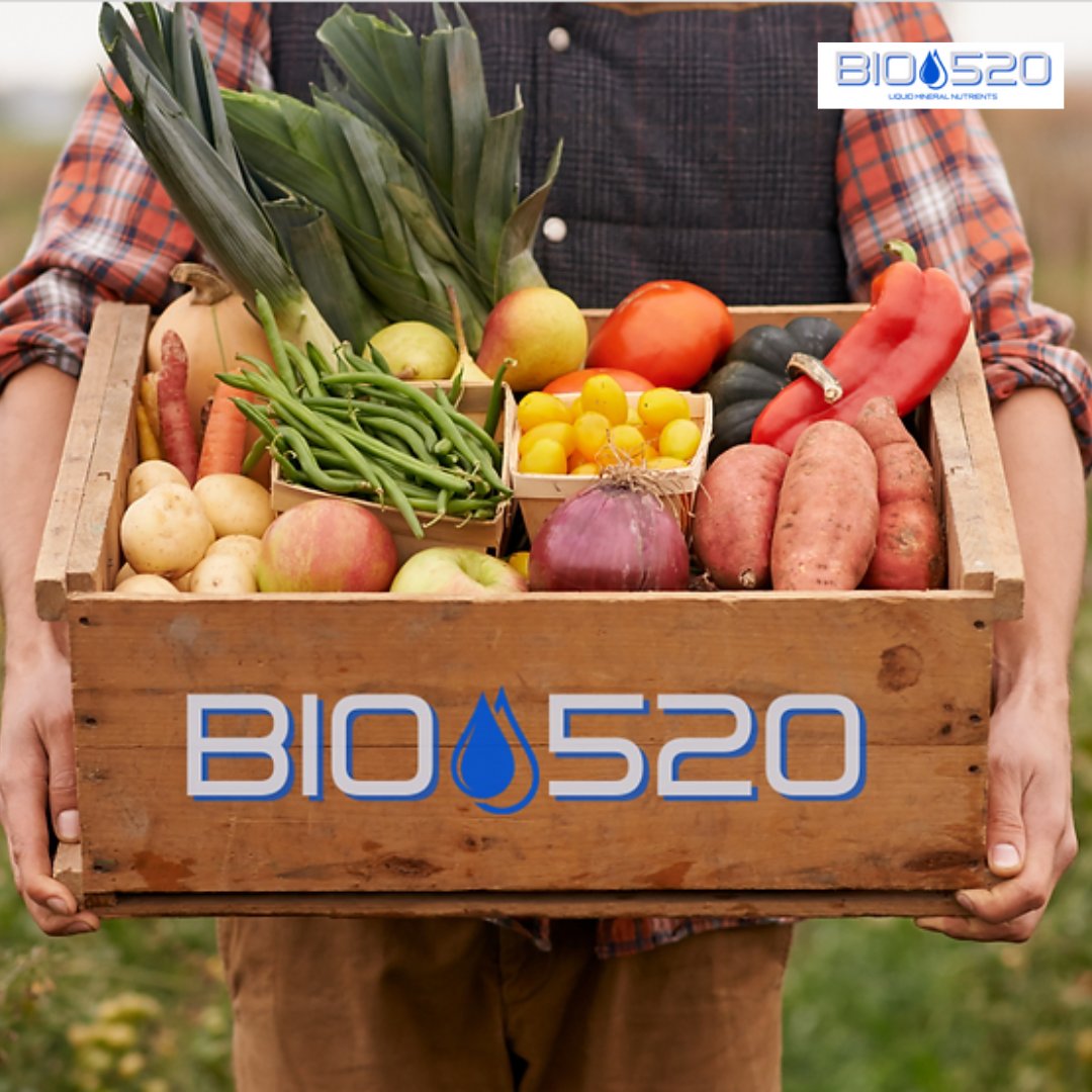 ExpeErience the power of BIO520! Our formula, sourced from Planet Earth, provides the best trace elements for optimal plant growth. Mother Nature knows best, and your plants recognize it. Unlock their true potential! 🌿🌏 #BIO520 #NaturalGrowth