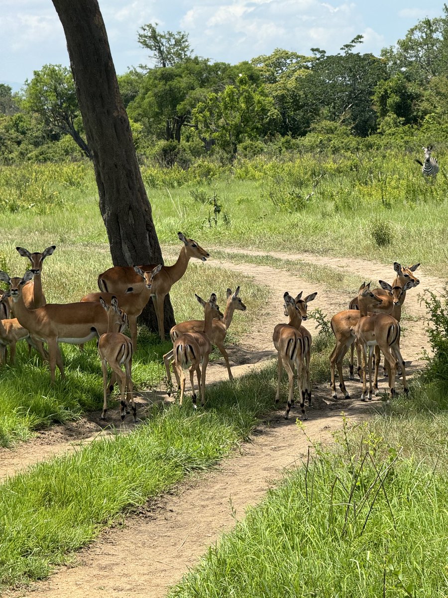 itourtanzania's tweet photo. Beautiful Tanzania, Mikumi National Park. #VisitTanzania #BeautifulAfrica https://t.co/NSwddUswSC