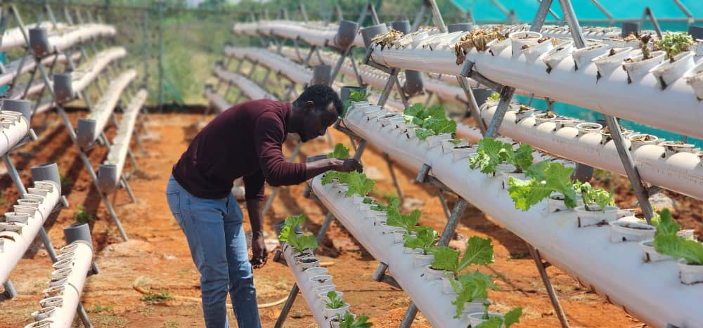 Abdisalan_Black's tweet photo. Hydroponics showed me a future where food thrives despite weather chaos. Join me in growing a climate-resilient world with #Smartagri #MInistryofagricultureandirrigationsws #Allianceforclimateandpeace #youthforgreen #Ecoclimatevision https://t.co/oS1pvIrk5d