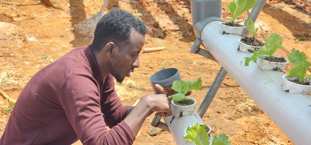 Abdisalan_Black's tweet photo. Hydroponics showed me a future where food thrives despite weather chaos. Join me in growing a climate-resilient world with #Smartagri #MInistryofagricultureandirrigationsws #Allianceforclimateandpeace #youthforgreen #Ecoclimatevision https://t.co/oS1pvIrk5d