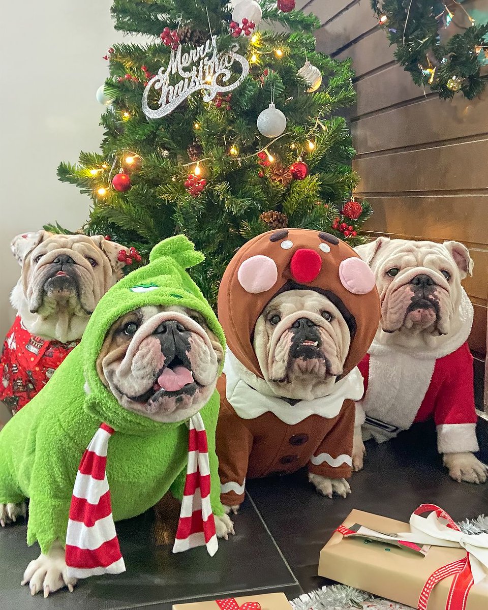 bulldogclub7's tweet photo. Merry Christmas 🎄

#wontoncollection #wontonthebulldog #wontonfamily #bulldog #christmas #festive #holidayseason #dogsofinstagram #englishbulldogs #merrychristmas #christmastree #puppylove #santadog #reindeerdog #elfdog #holidaycheer #dogstagram #christmasdecor #winterwonderland https://t.co/cSfBGBMFxu