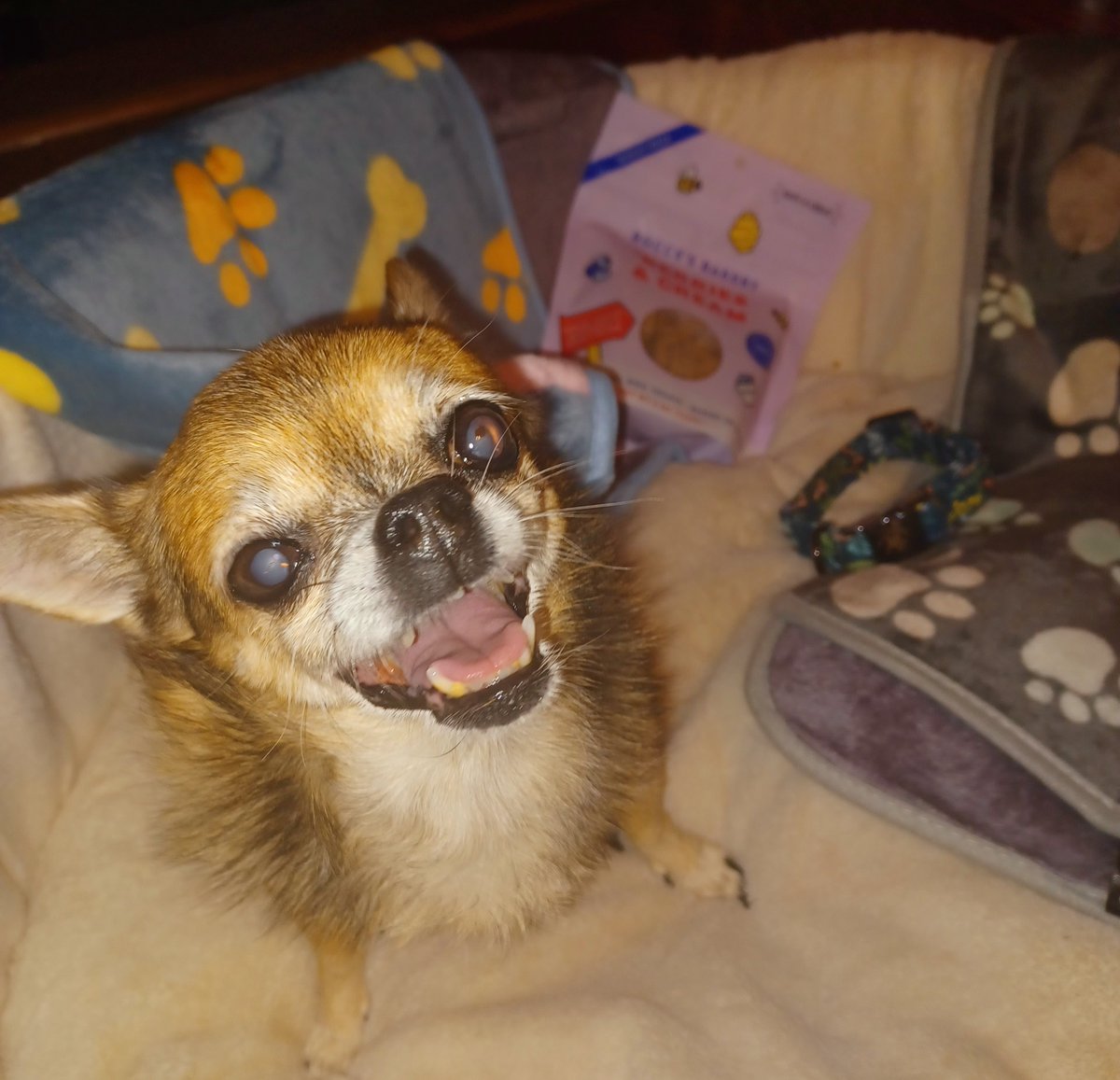 BeagleMarcoPoLo's tweet photo. It's a miracle!!!! KhloRida has a smile....a smile on her face. Thank you our #SecretBeagle @lorie9095 Luna, Leia, Loki &amp; Lorie!!!! She love her gifts. She kinda likes this tradition! #SecretBeagle2023 #SecretBeagleReveal #beagle https://t.co/7zTBuFNM5B