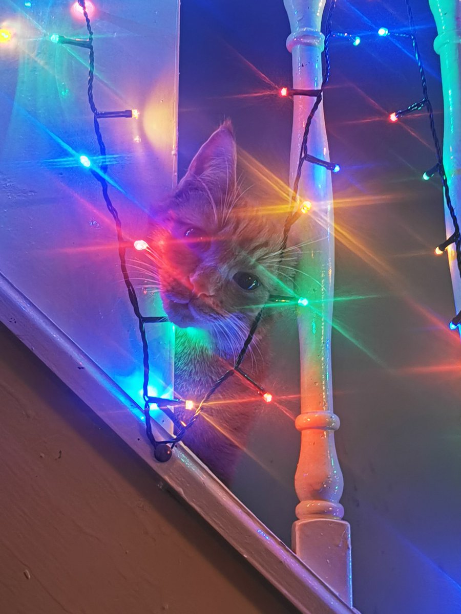 AimeeSetters's tweet photo. @Number10cat @PoliticalPics I am a Christmas light 🥰 https://t.co/3kwR1ETcrY