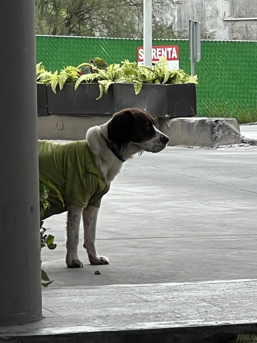 Perrito asustado no se deje agarrar 📍Plaza Serranía , Puerta de Hierro