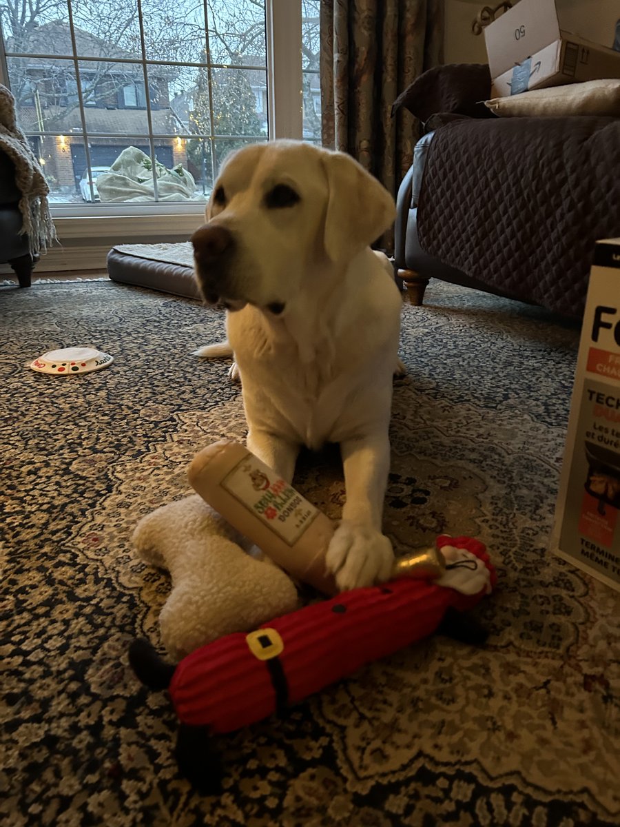 Merry Christmas morning from Charlie!🎄☃️❄️ #mansbestfriend #dogs