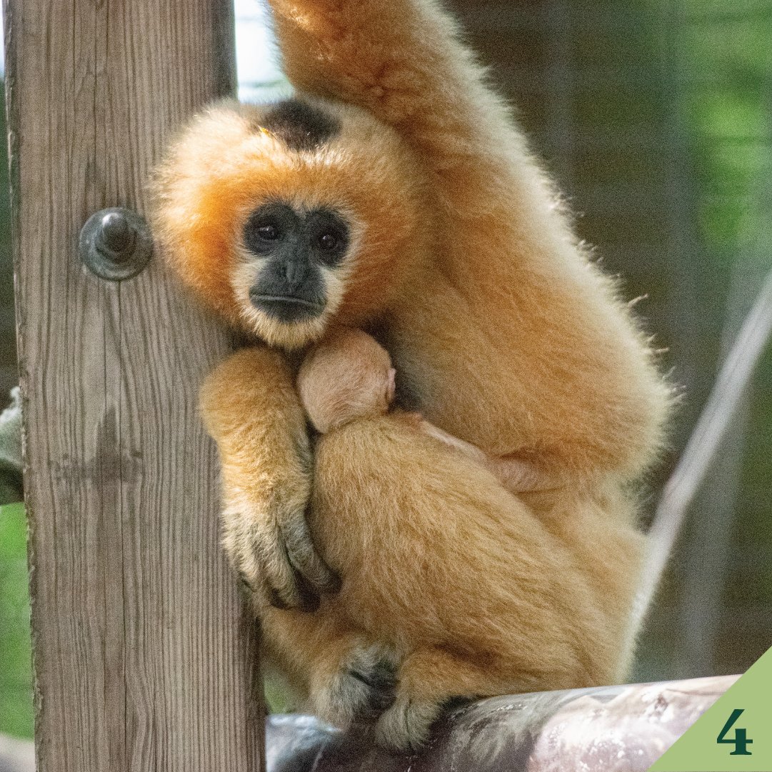 #4: On May 30, a male northern white-cheeked gibbon named Marv was born to first-time parents, Max and Ting. Native to southeast Asia, Vietnam and southern China, this species of gibbon is critically endangered in the wild. See them in Wortham World of Primates.