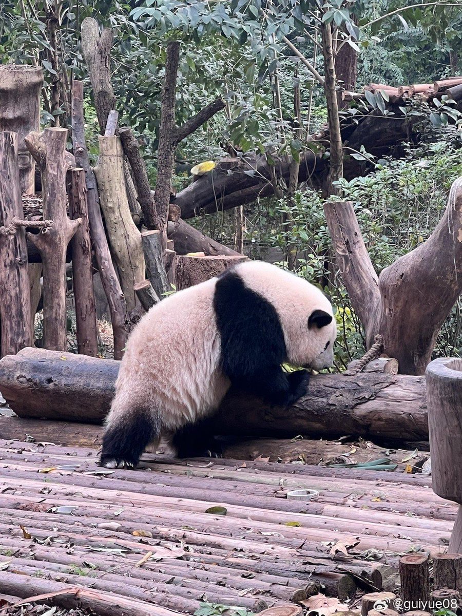 #PandaLove
#GiantPanda
#PandaCuteness
#PandaWorld
#EndangeredBeauty
#BambooMuncher
#BlackAndWhiteCharm
#PandaHabitat
#SaveThePandas
#PandaConservation