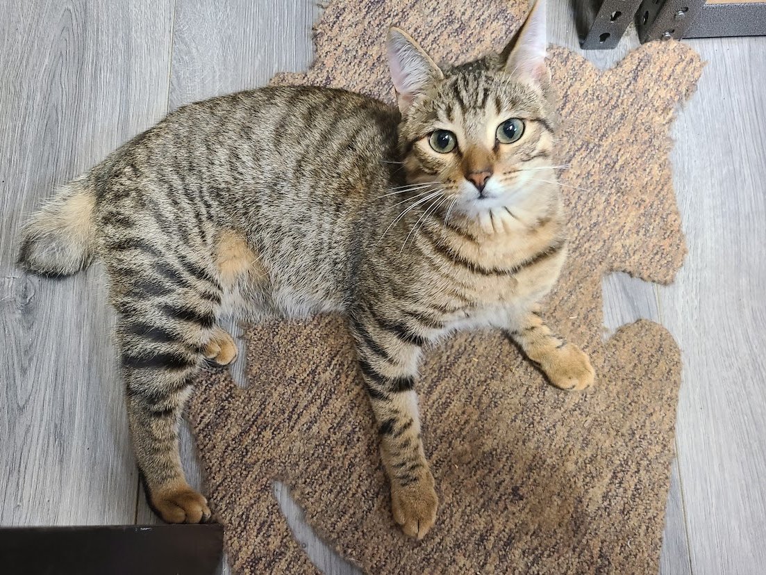 //My wobbly cat Weebles says Wobbly Christmas to all and to all a good wobble.