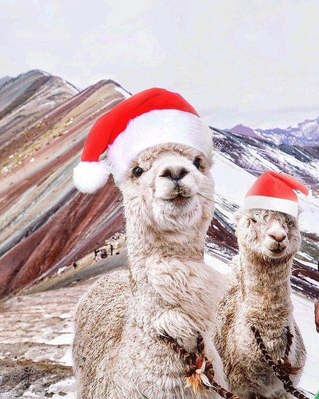 marcaPERU's tweet photo. Una de las postales más tiernas que verás en esta #Navidad 😍 Compártela para que en estas fiestas haya mucha alegría y paz en cada hogar de nuestro querido #Perú!🎄🇵🇪

📸: peruhop (Instagram)

#MarcaPerú #feliznavidad2023 #FelizNavidad https://t.co/t3pfwXKSMQ
