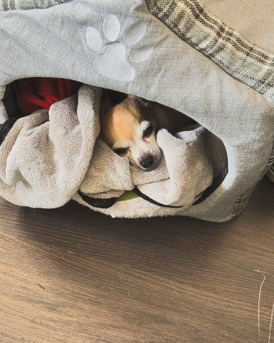 Olivia Singier, MA tweet media