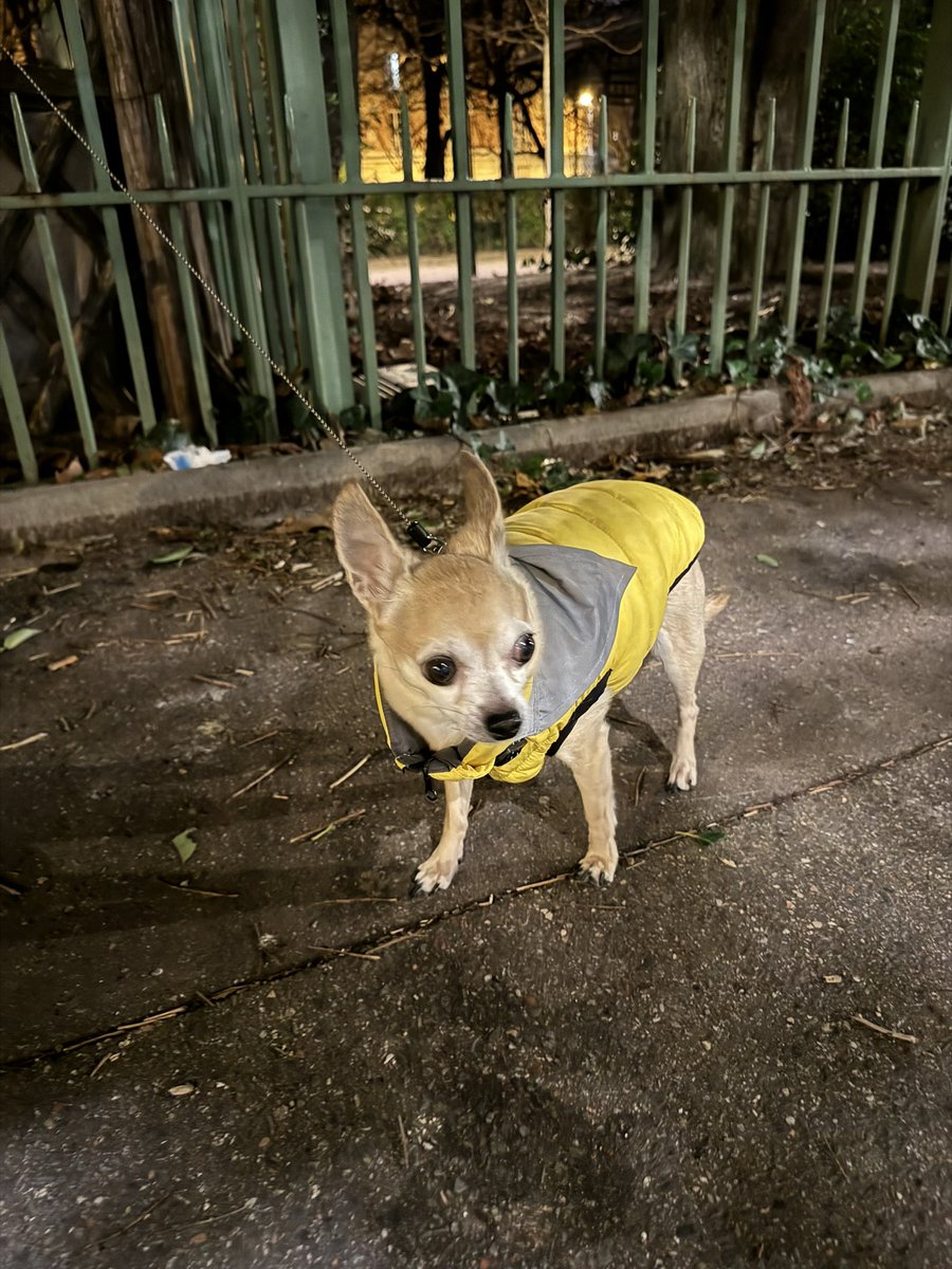 Olivia Singier, MA tweet media