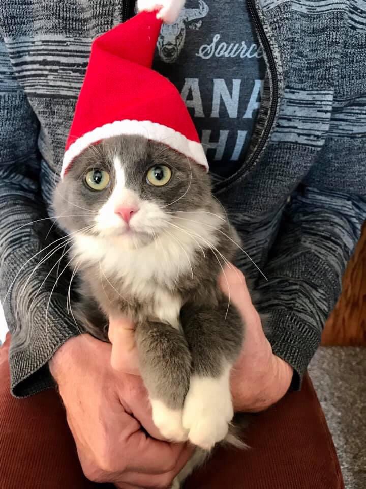 UNKBiol106's tweet image. Merry Christmas from His Fluffiness! #Nimbus