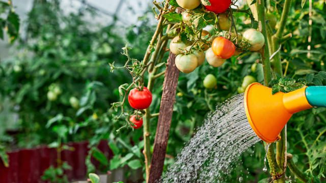 Mastering Water, Pruning, and Harvest for a Healthy Garden multinewsportal.com/mastering-wate… #HarvestforaHealthyGarden #HealthyGarden #MasteringWater #Pruning