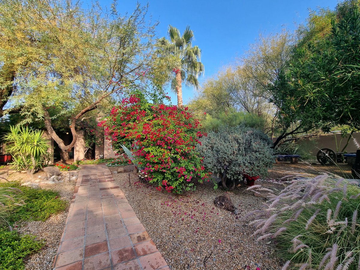 Christmas breakfast at the Hermosa Inn, Paradise Valley #Arizona and a new friend!  Cheers and Merry Christmas to all. #TeddyBear #travel #bigjohnusa