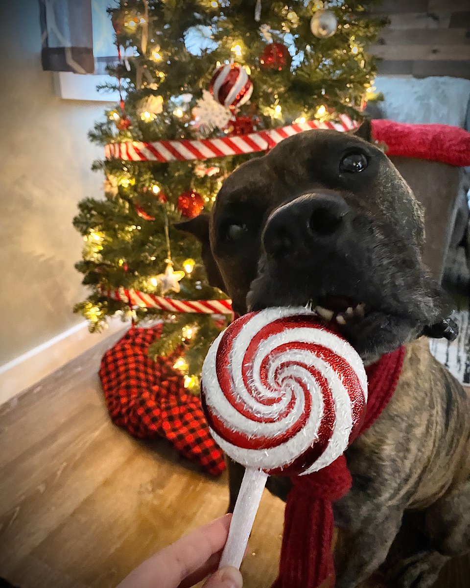 Have a sweet holiday🐾❤️🍭 #presacanario #mastiff