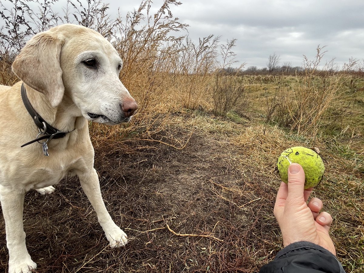 On the First Day of Christmas the old dog found for me… one dirty, wet tennis ball.

#dogpark
#Christmas
#letitrain