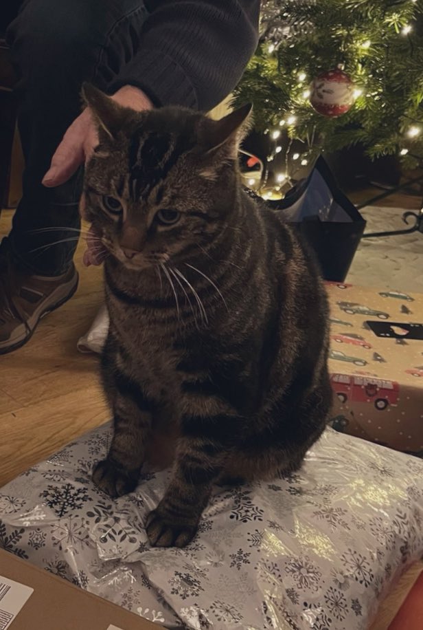 1000Rach's tweet image. Staging a sit-in 🐈
#CatsofChristmas