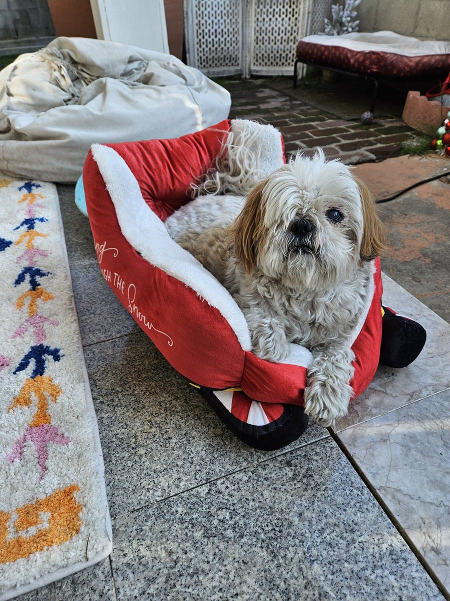 CHIPTheShihTzu's tweet photo. new santa sleigh bed β€οΈπ
#MerryChristmas #MerryChipmas #ChipTheShihTzu https://t.co/jk0JyPgUGM