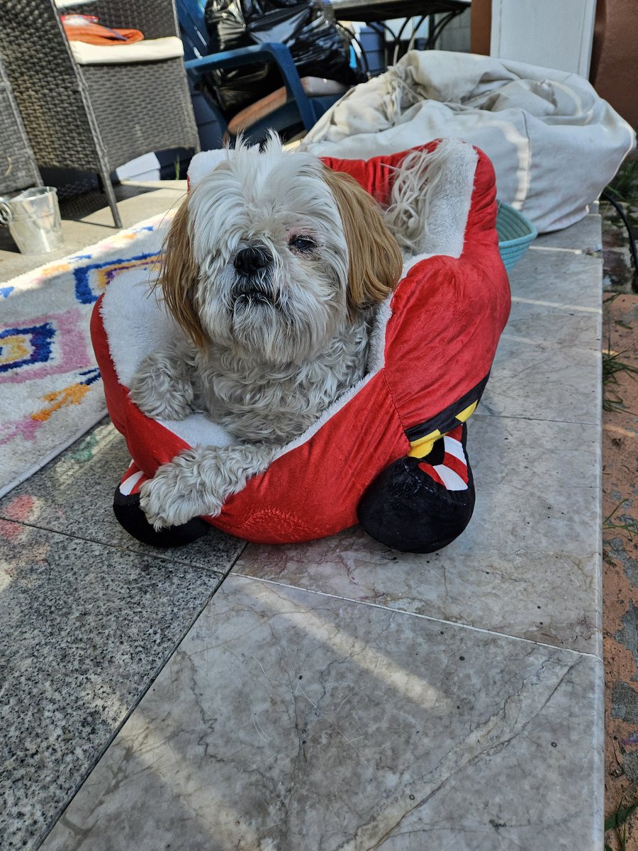 CHIPTheShihTzu's tweet photo. new santa sleigh bed β€οΈπ
#MerryChristmas #MerryChipmas #ChipTheShihTzu https://t.co/jk0JyPgUGM
