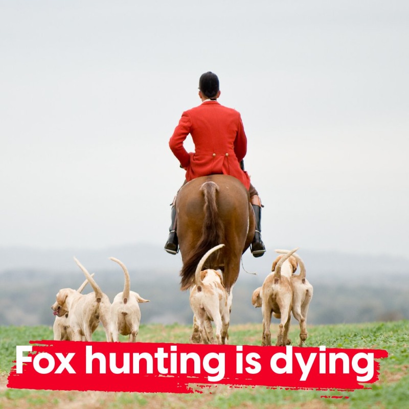 A message to Twitter. The vile pastime of fox hunting is dying, and we're going to do everything we can to kill it off for good in 2024. 

RT and follow <a href="/ProtectTheWild_/">Protect the Wild</a> if you stand with us! 🦊🦊