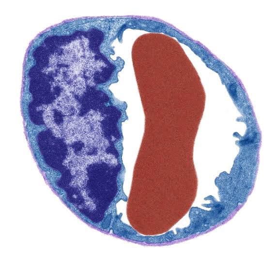 kılcal dolaşım: hücrenin içinden hücre geçiyor

capillary circulation: a cell (RBC) passes through a cell (endothelial cell)

#KalpBilimi #DamarBiyolojisi #VascularBiology