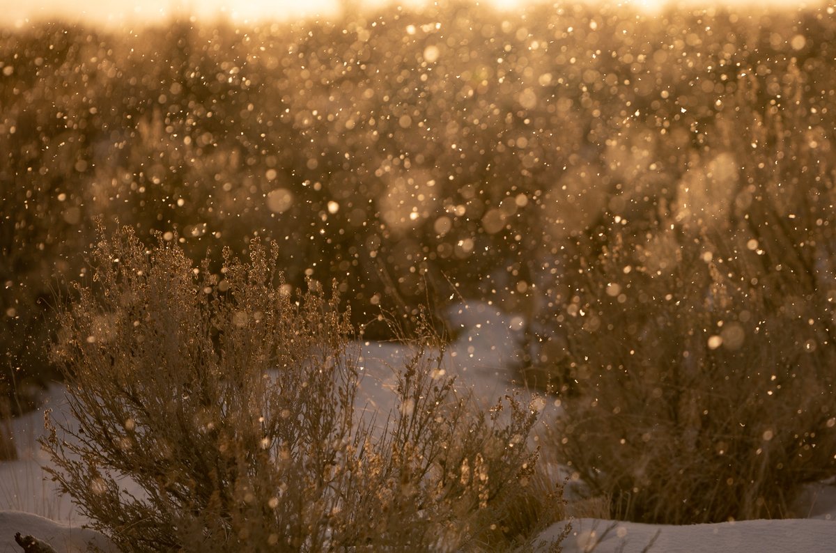 Protect Thacker Pass tweet media