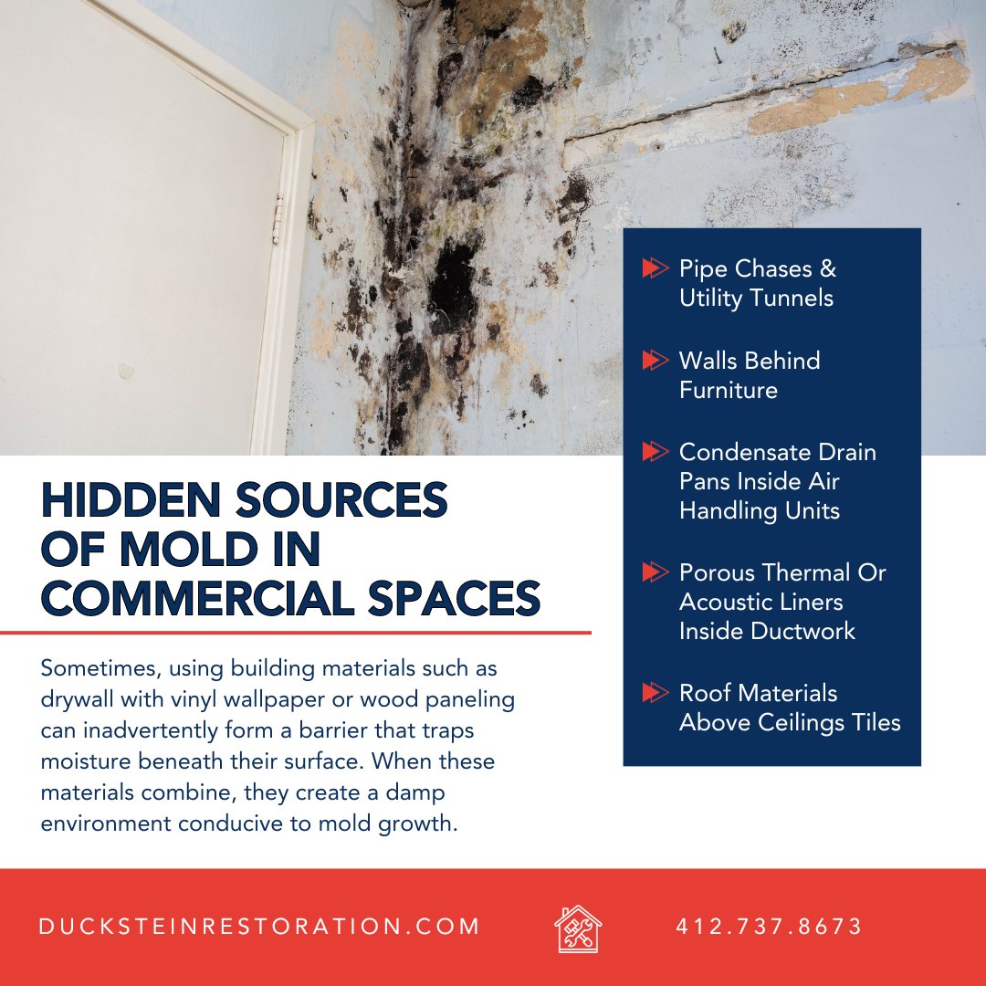 Mold isn't always visible, lurking in unseen corners and hidden crevices. Our expertise reveals these clandestine sources, ensuring a comprehensive approach to mold detection and remediation in commercial areas. 🦠 #mycotoxin #mold #moldcontrol #moldtoxicity #moldremediation