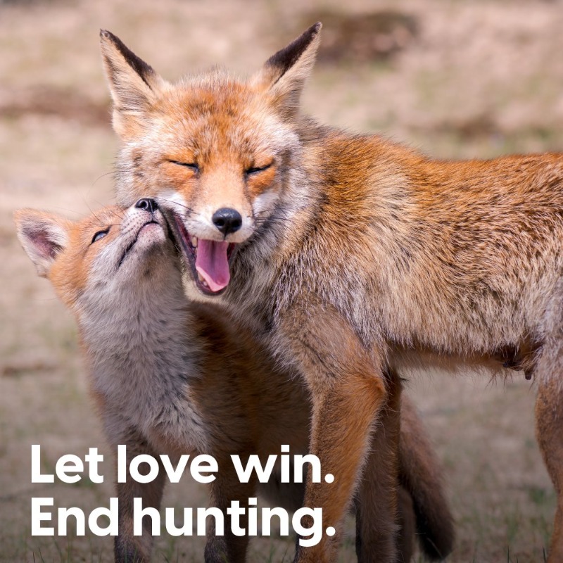 As we see out the end of 2023 we are as determined as ever to end the sick pastime of fox hunting for good. Please RT and follow @ProtectTheWild_ if you stand with us.