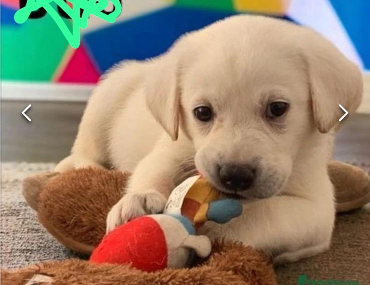 Tony Yates tweet media