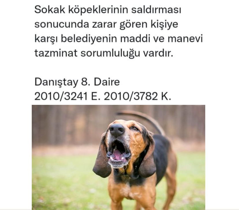 dirilisyolunda's tweet photo. Başıboş köpekler tasmalı küpeli bile olsa toplanır.
Her 3 ayda bir iç dış parazit yapılmalı.
Engelleyenlere dava açılmalı!
#FethiSekin #FBvHTY Tanju Özcan $ALIVE Fenerbahçe https://t.co/3yLLwrGzXp
