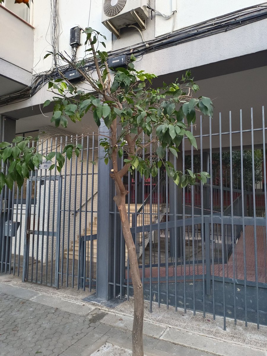 salvatusarbolessevilla tweet media