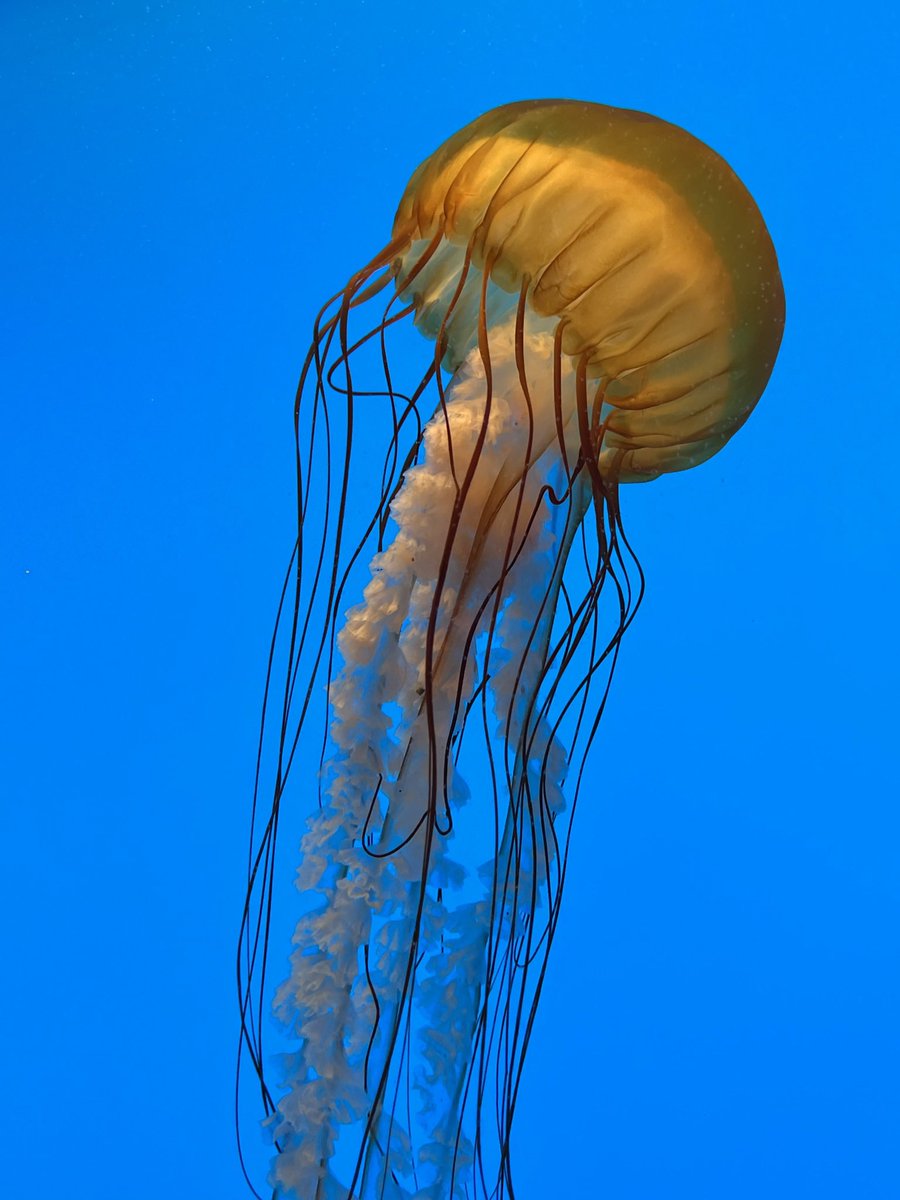 ZerraFatani's tweet photo. @NFTDegenNSM @NFTDegenNSM https://t.co/QUK4q6wYJG Jellyfish are on @foundation #OneToadPhotography #NFTcommunity. https://t.co/40XEyKqaC6