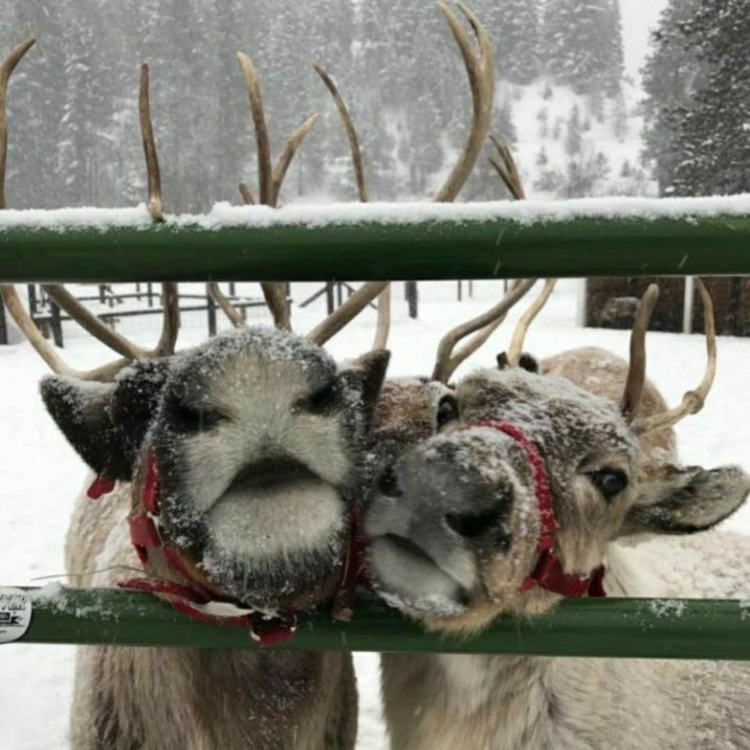 cosypixie's tweet photo. 𝑆𝑎𝑛𝑡𝑎 𝐶𝑙𝑎𝑢𝑠 𝑖𝑠 𝑐𝑜𝑚𝑖𝑛' 𝑡𝑜 𝑡𝑜𝑤𝑛 🎅🏻 https://t.co/xl1WeONL0Y