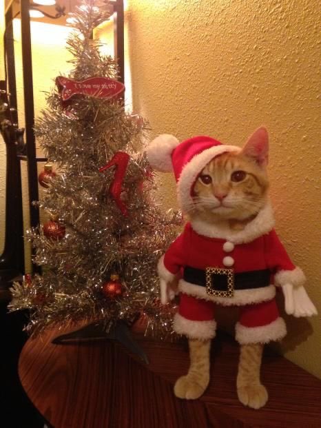 6arelyhuman's tweet photo. merry christmas 😊🖤 https://t.co/S9f6nzNNeL